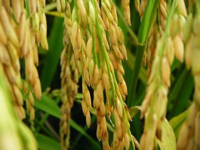 通泽861水稻种子图片
