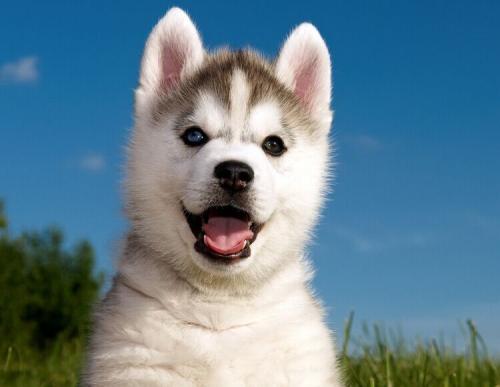    萌萌哒——二哈