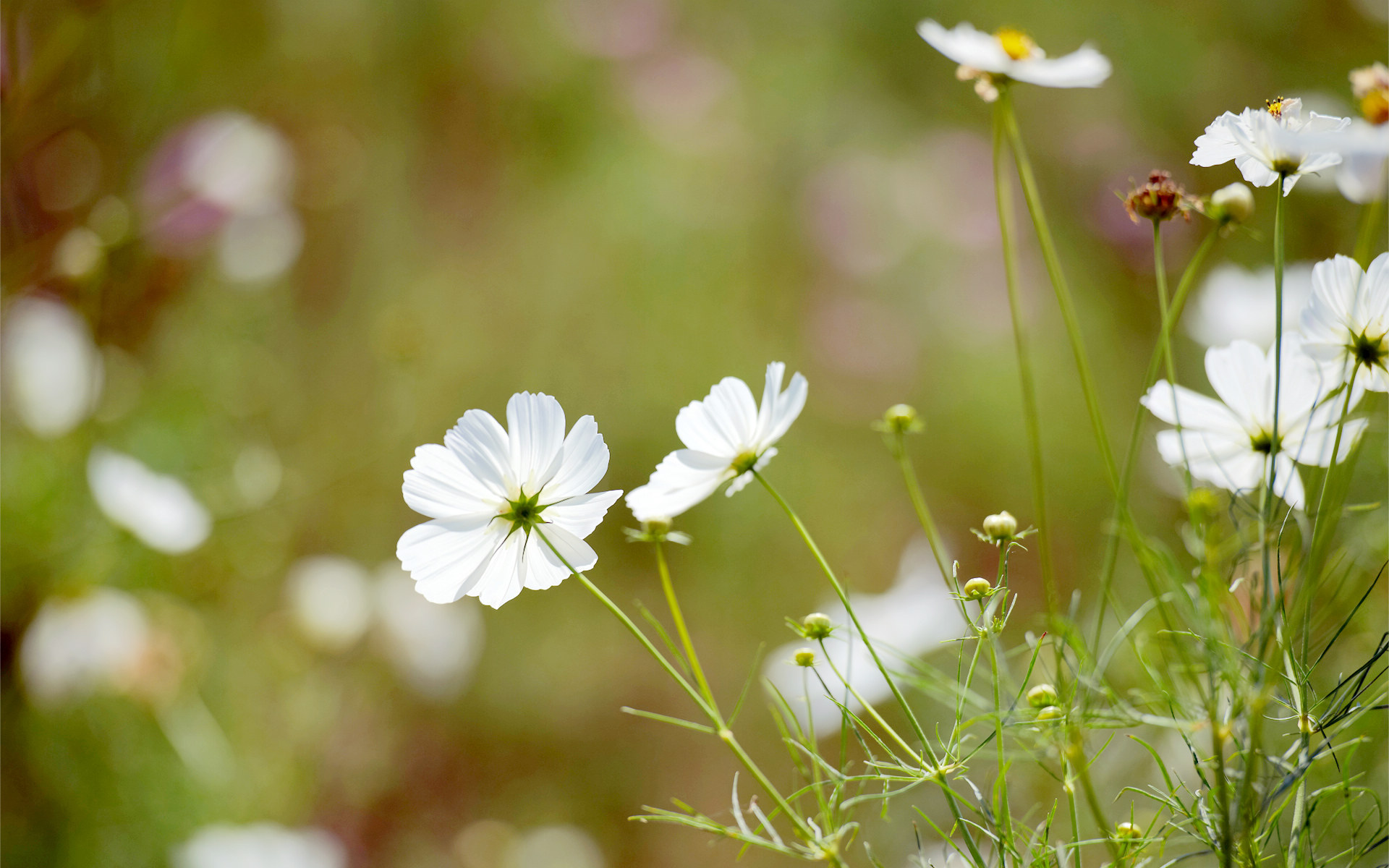 当你静下心会发现路边的小花也可以很美丽_帖子_oppo手机官方社区