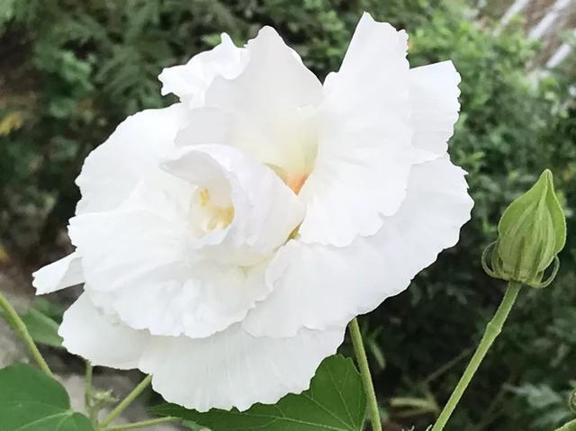 白色芙蓉花