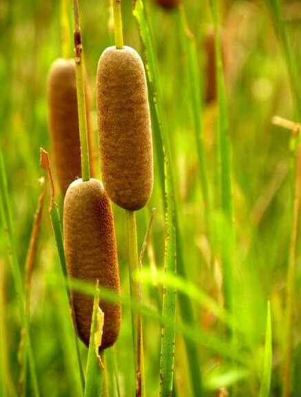 香蒲草花语:流逝在风中美!