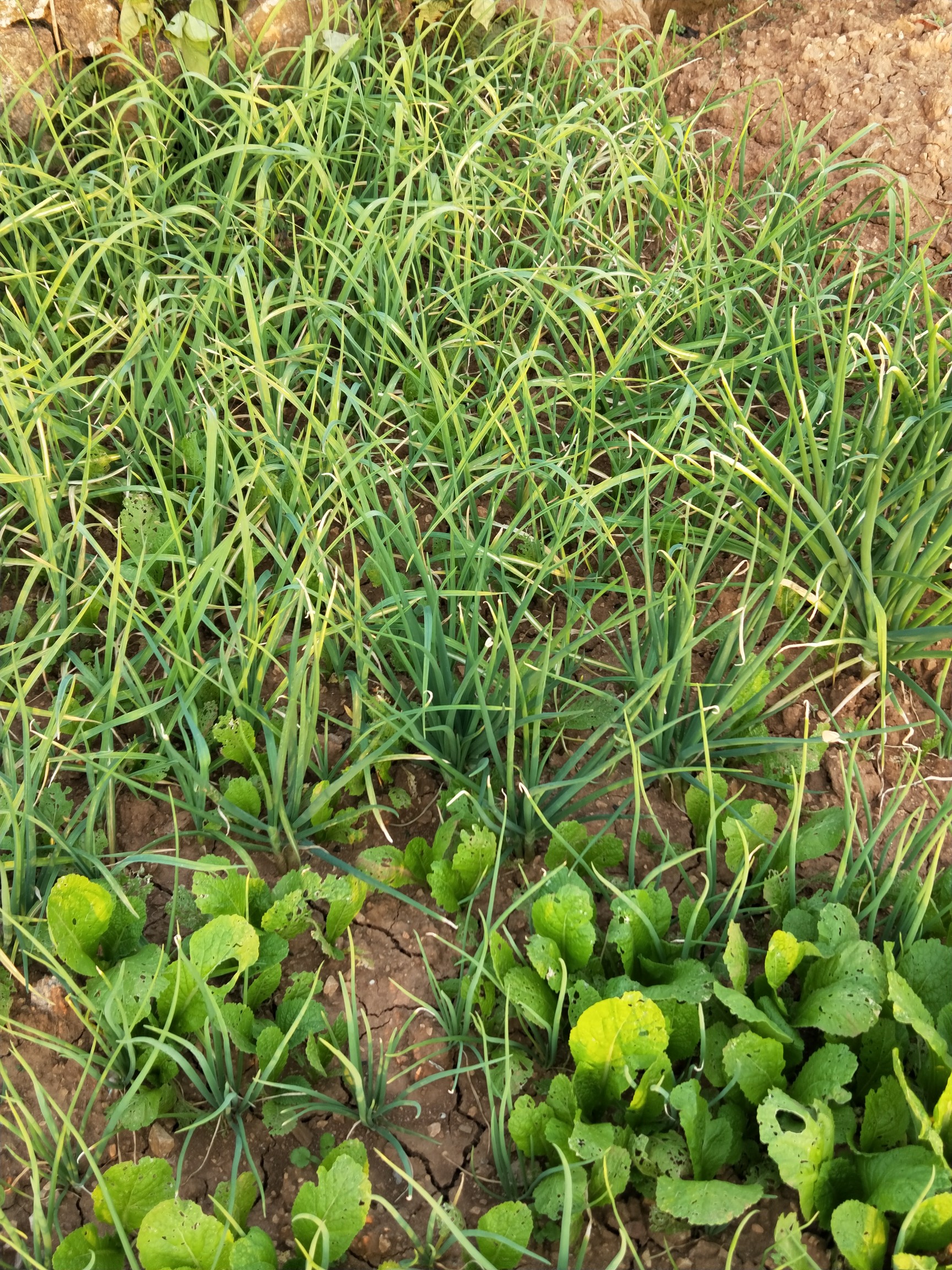 冬天快乐#纯天然绿色