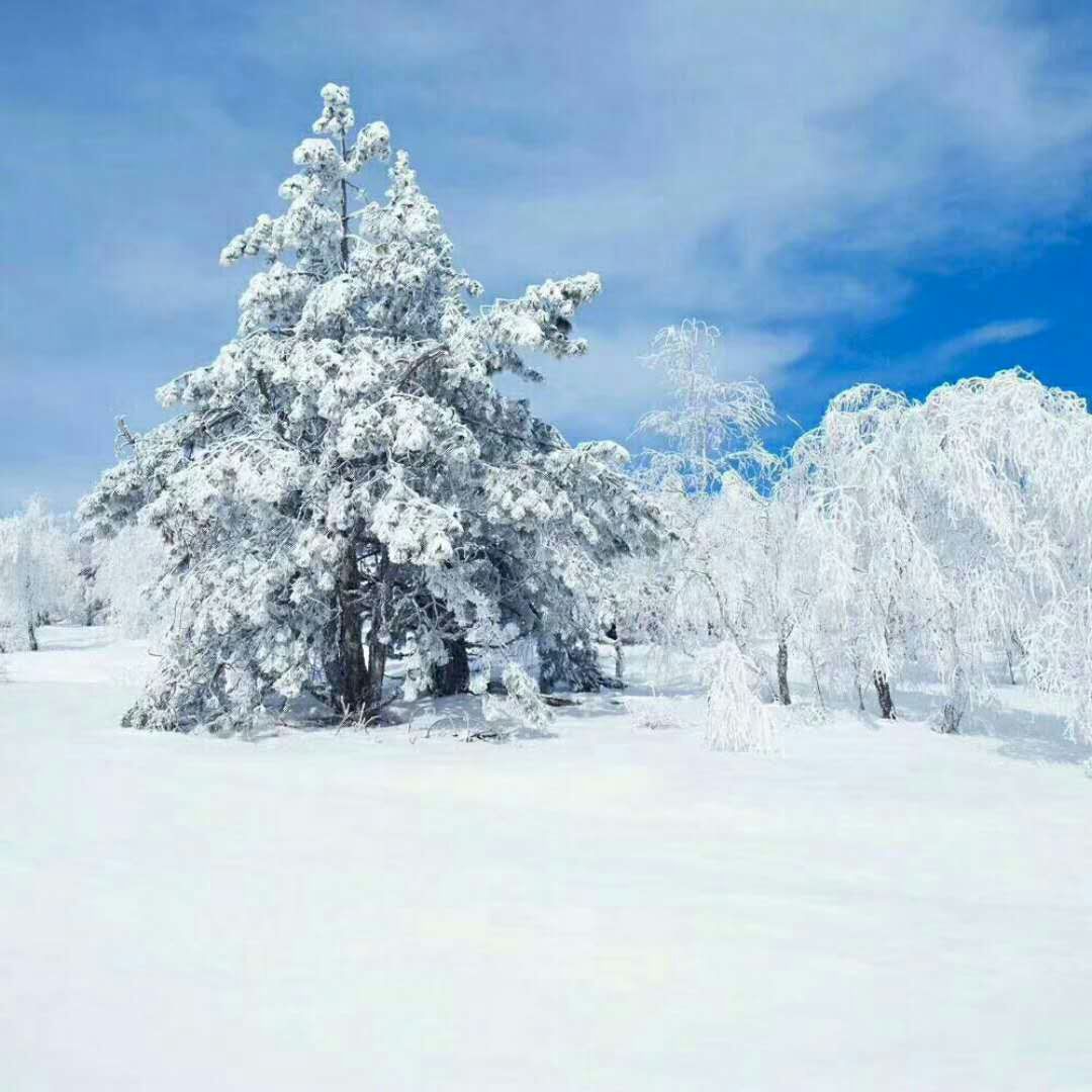 立冬時節,雪紛飛! 銀裝素裹!美!美!_帖子_oppo手機官方社區