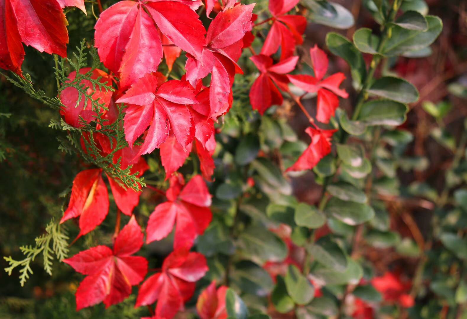 一抹嫣红靓初冬.