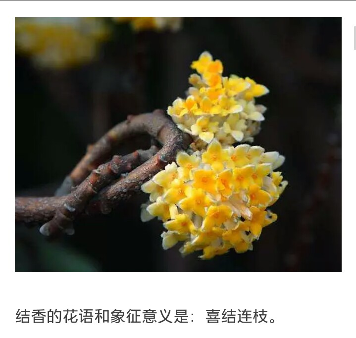 欣赏网图打结花