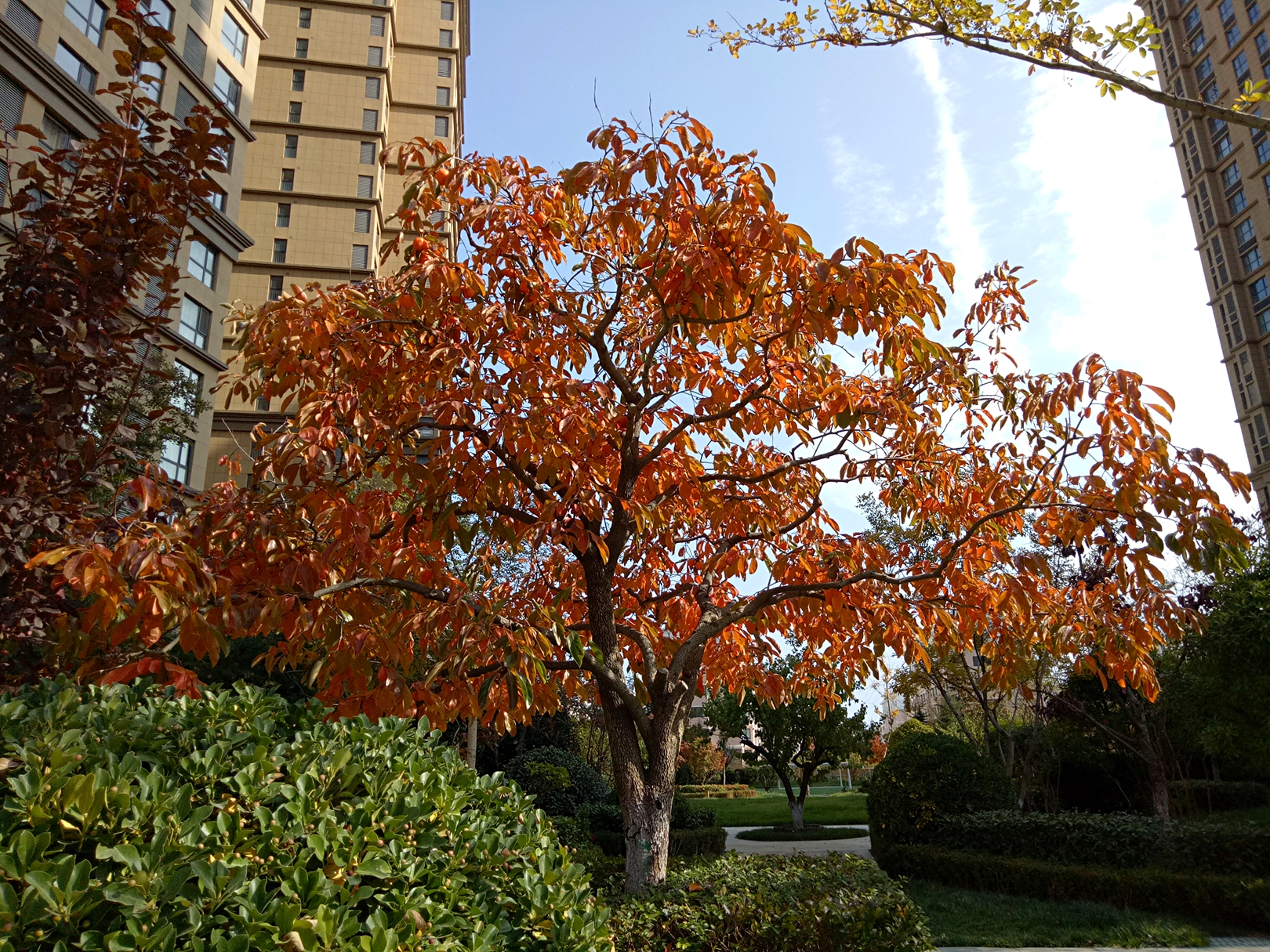 小区里的柿子树