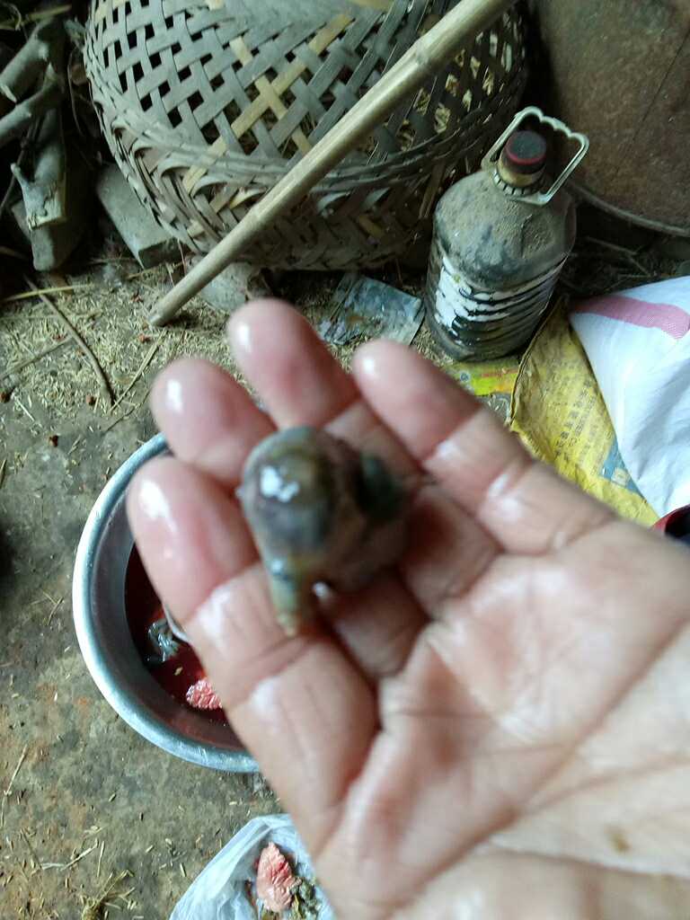 请帮我鉴定一下,这是鸭宝吗?