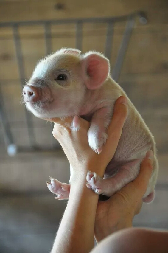 猪照_帖子_oppo手机官方社区