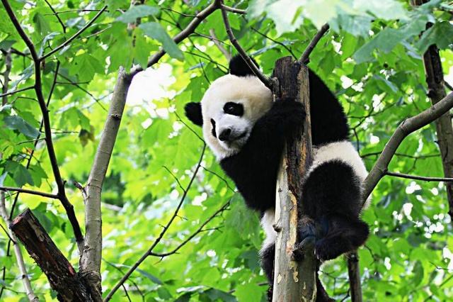 我们的国宝大熊猫