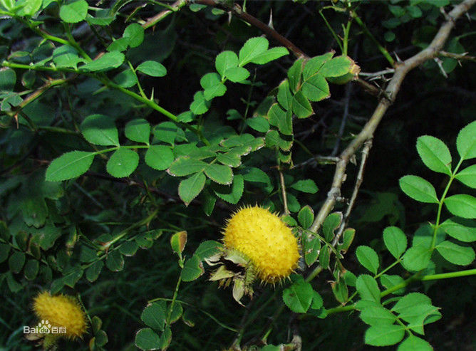 野梨果你们见过吗