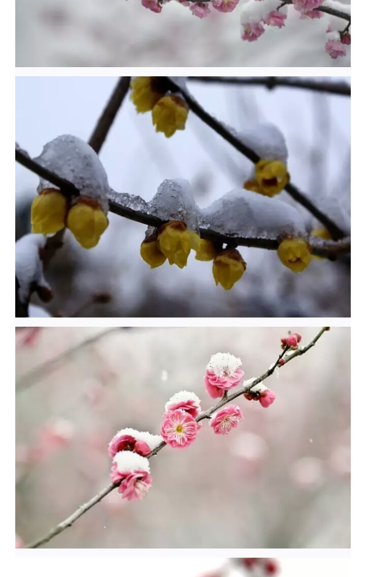 s17270448_帖子_oppo手机官方社区