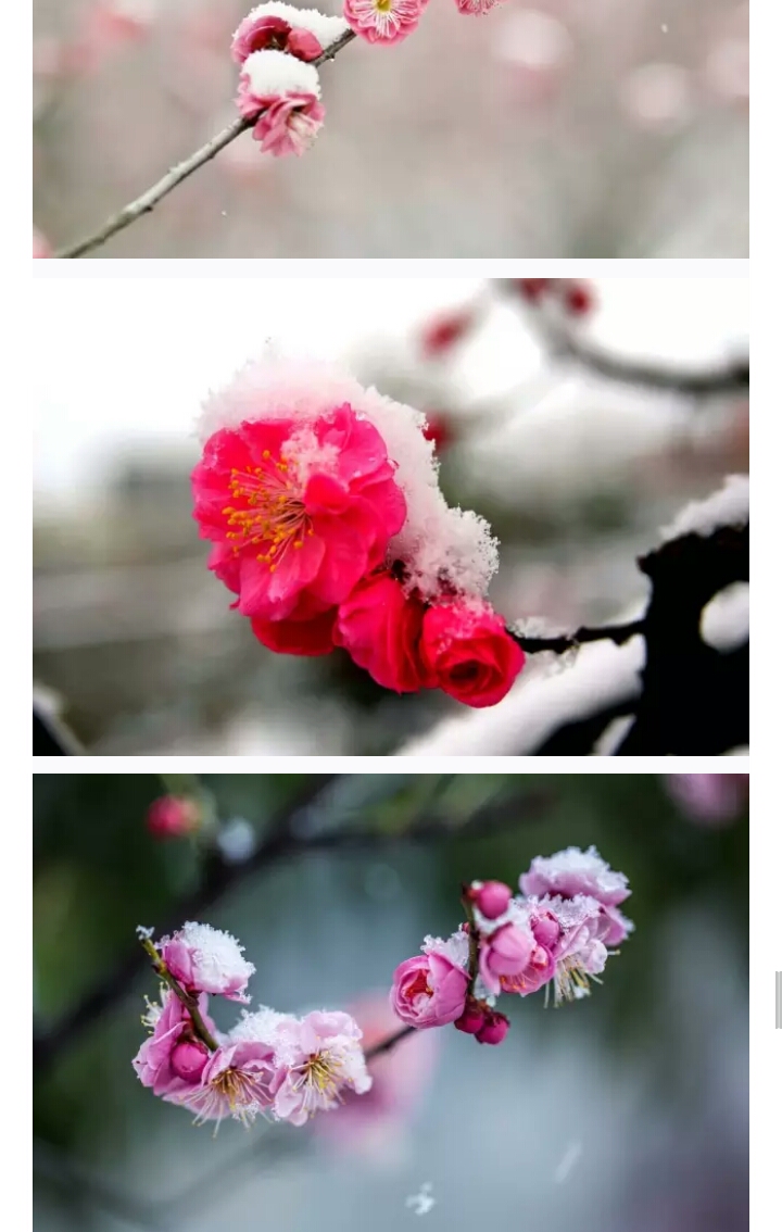 s17270448_帖子_oppo手机官方社区