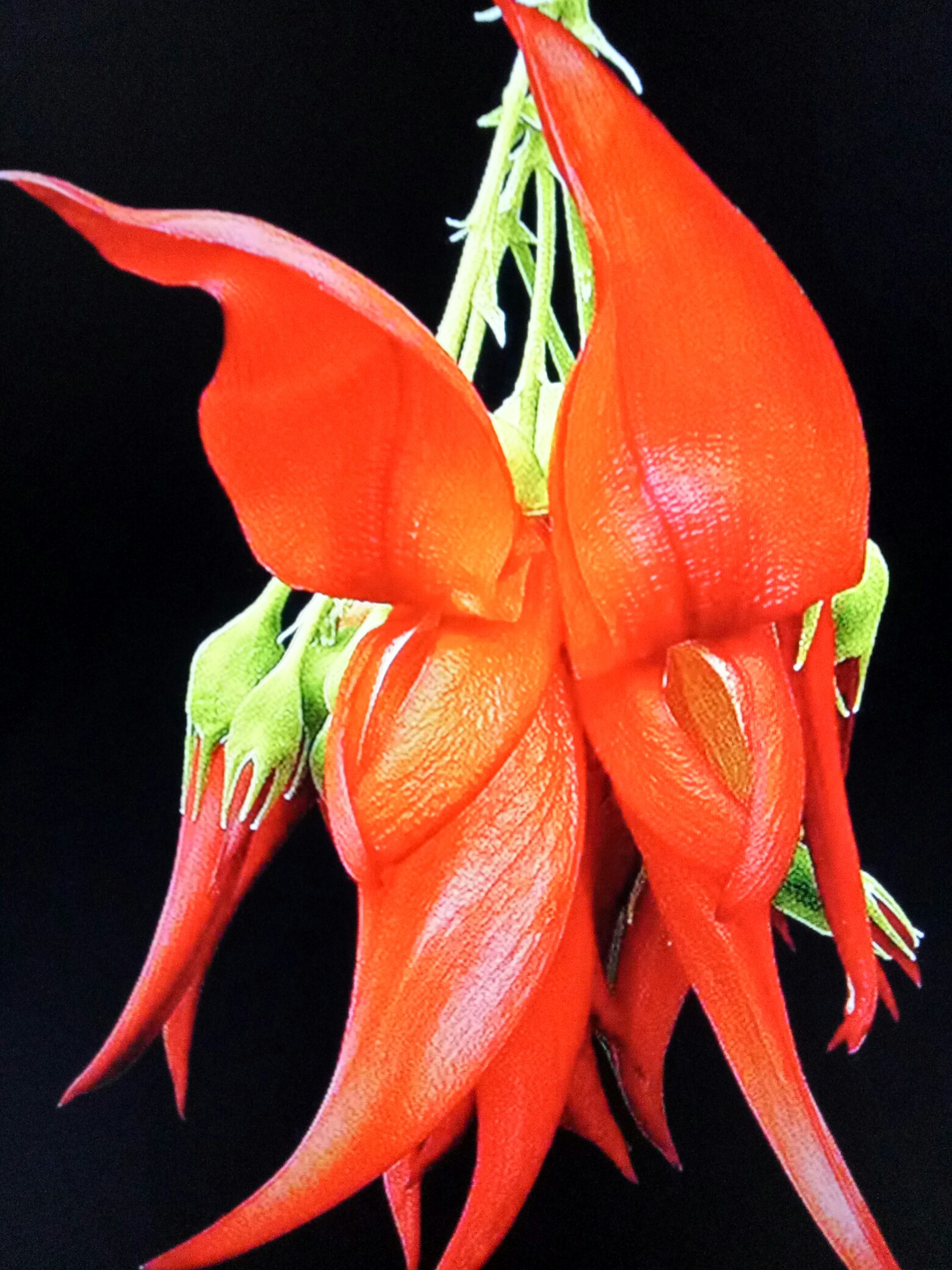 周末fun肆拍#奇花异草,趣味鲜!_帖子_oppo手机官方社区