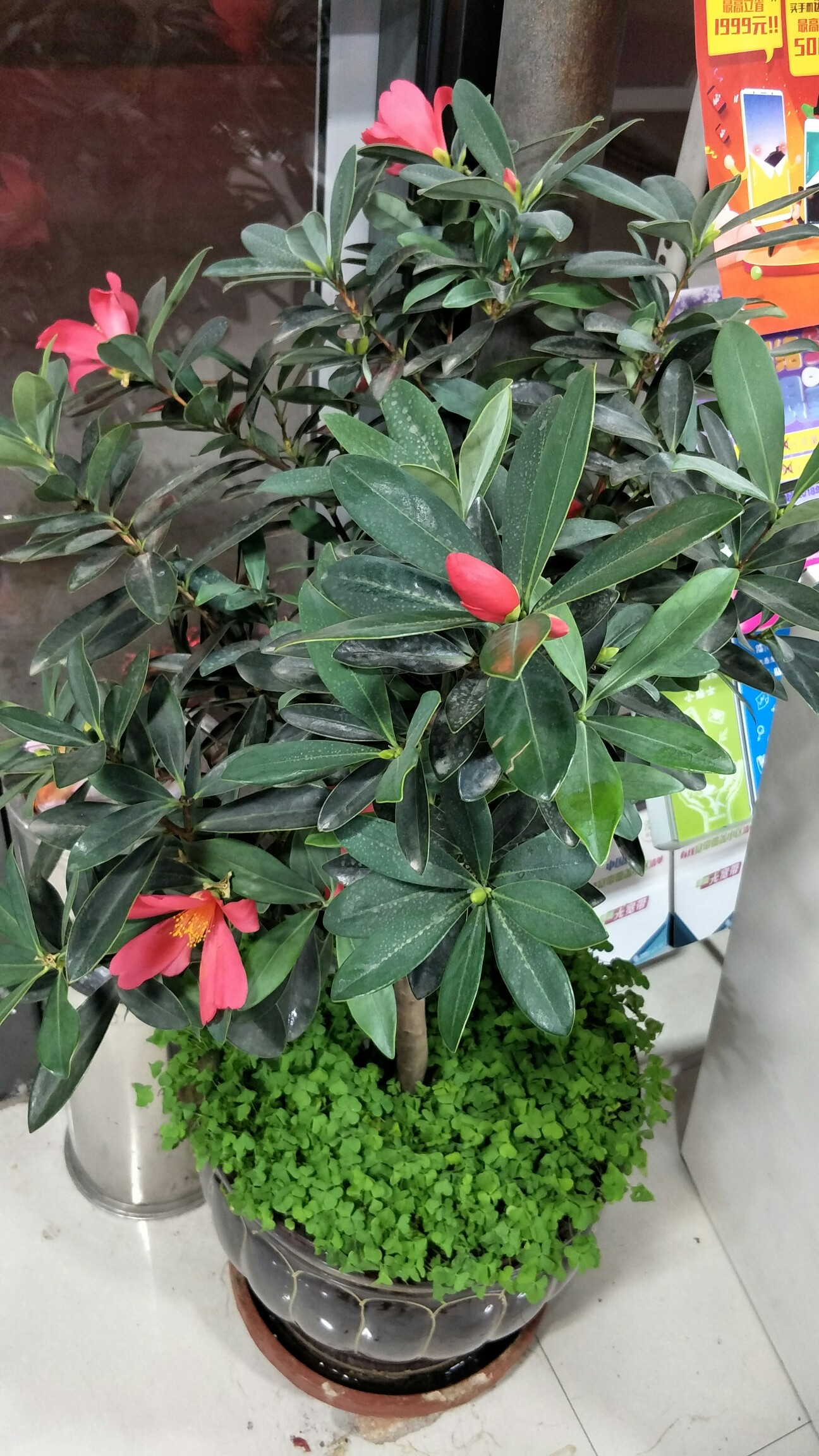 花开富贵,吉星高照.