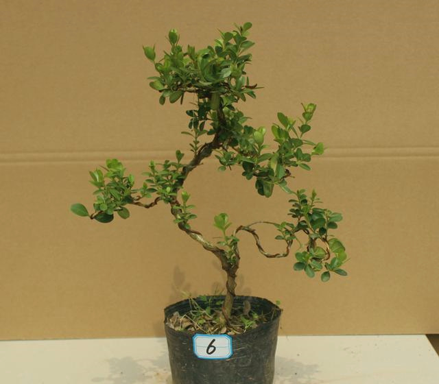 #植物日记#_帖子_oppo手机官方社区