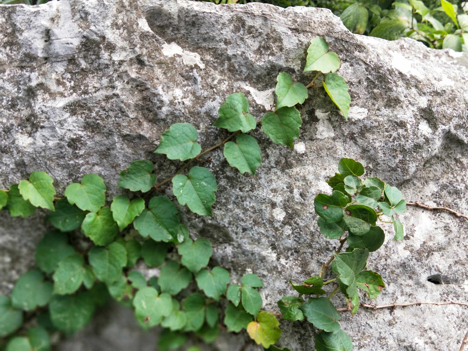 盘草韧如丝,磐石无转移.