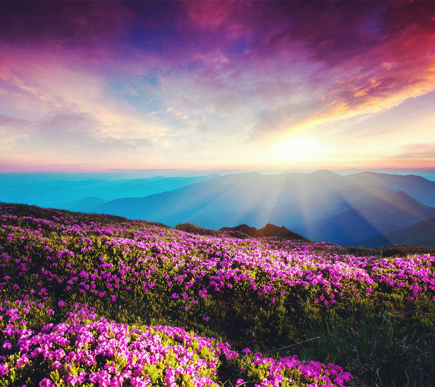 星雪玉冰_帖子_oppo手机官方社区