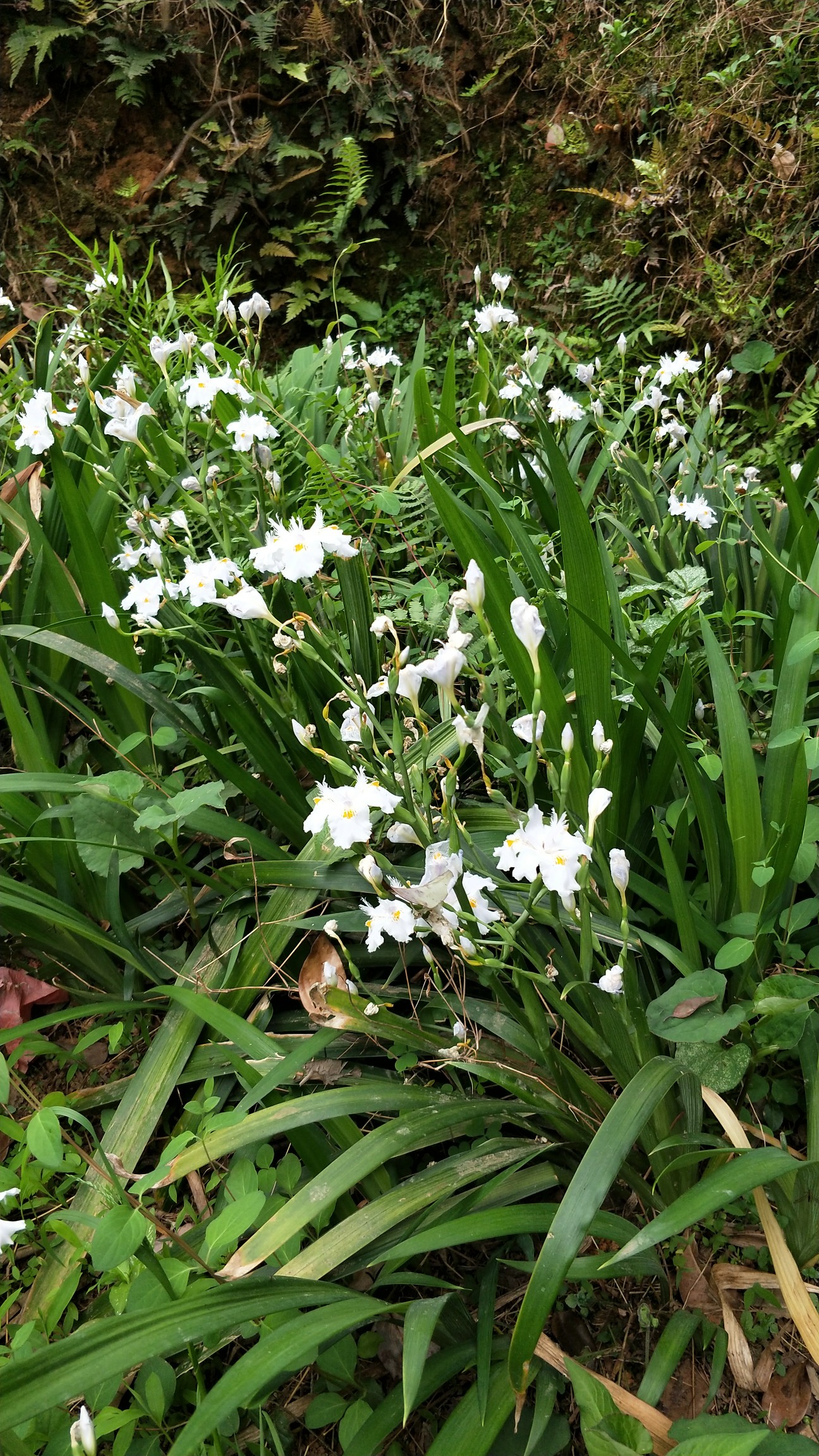 家里种的野兰花