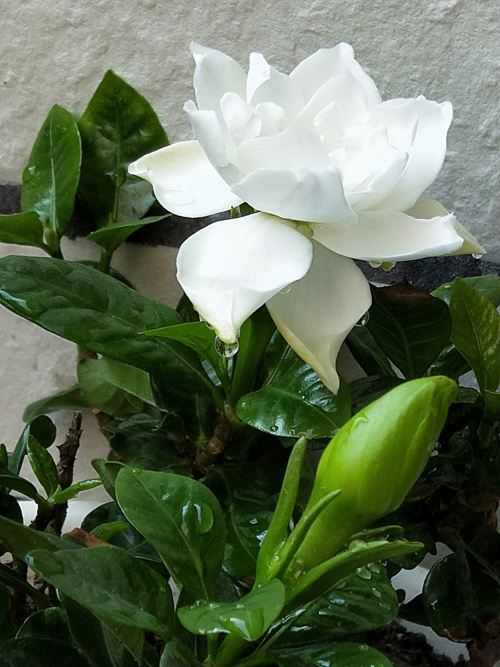 栀子花,开呀开[表情][表情][表情]_帖子_oppo手机官方社区