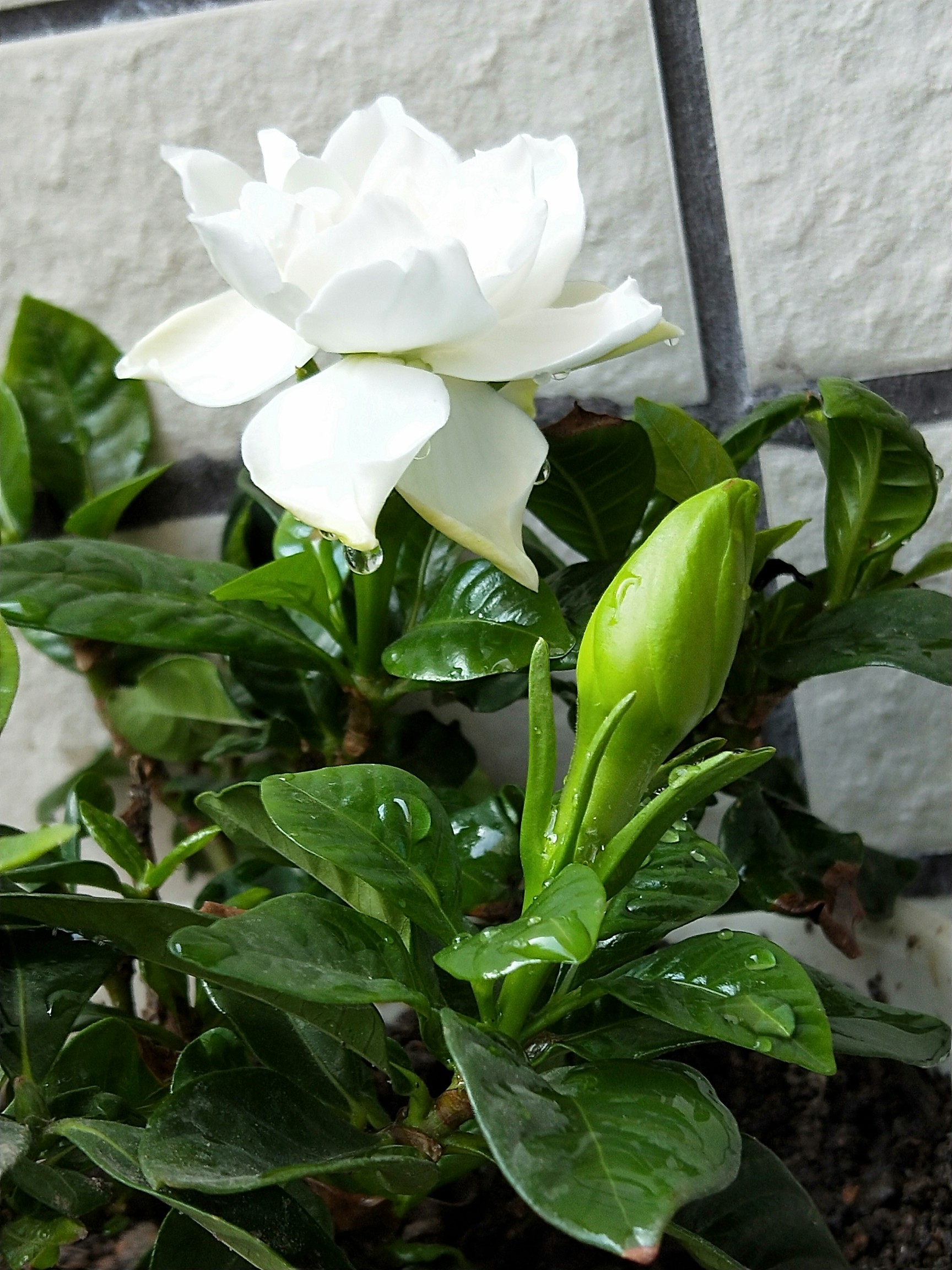 栀子花,开呀开[表情][表情][表情]_帖子_oppo手机官方社区