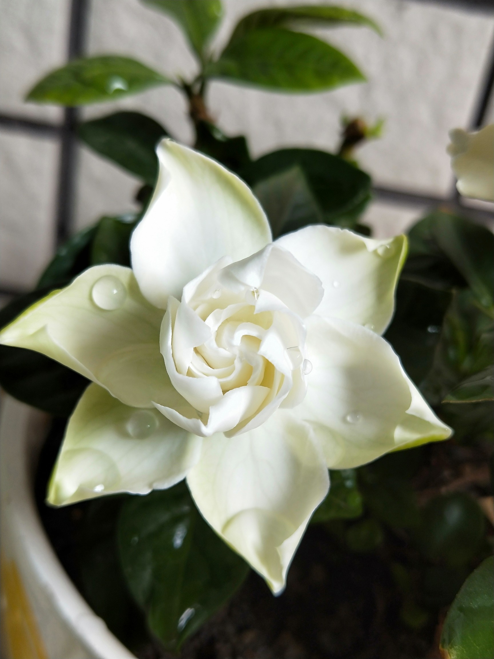 栀子花,开呀开[表情][表情][表情]_帖子_oppo手机官方社区