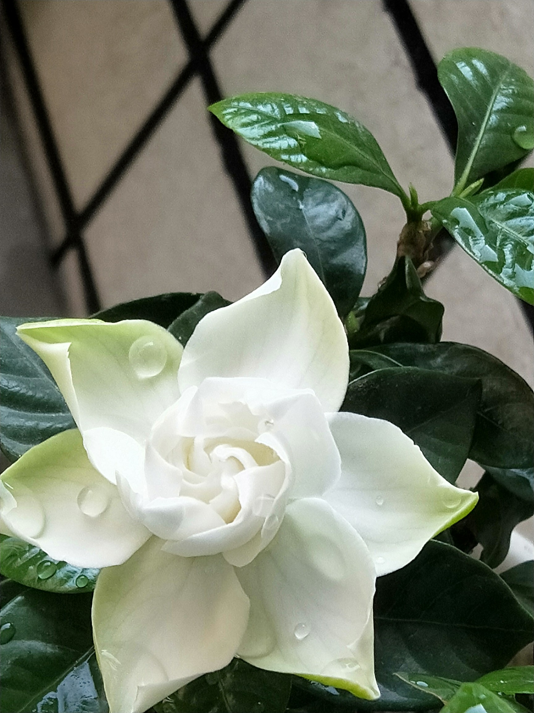 栀子花,开呀开[表情][表情][表情]_帖子_oppo手机官方社区