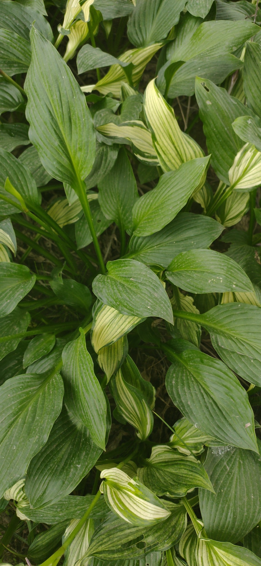 夏天开始的瞬间# 好美的紫玉簪花