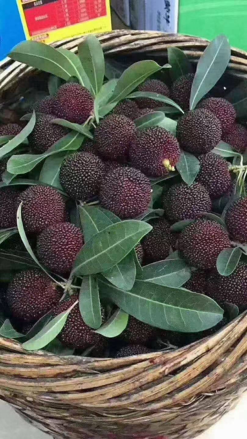 七月心情# 七月杨梅味酸甜,紫色饱满果新鲜.