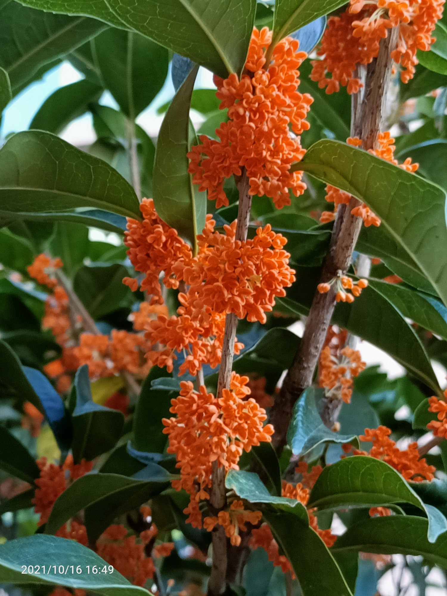 又是一年丹桂飘香时,空气中弥漫着甜甜的桂花香,甚是喜欢
