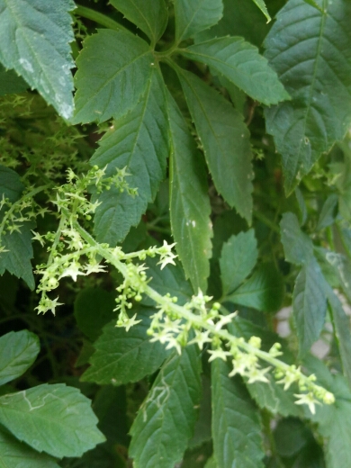 绿色茶品(七叶胆)开的花花,像一束绿色星星